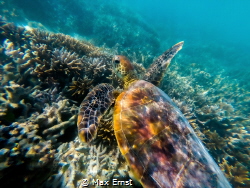 I followed this juvenile green turtle while snorkelling a... by Max Ernst 